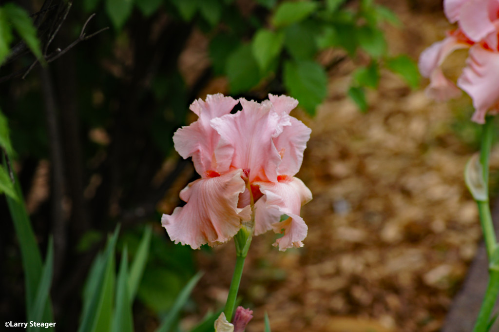 Pink iris  by larrysphotos