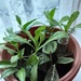Maranatha and Calendula plants indoors. by grace55