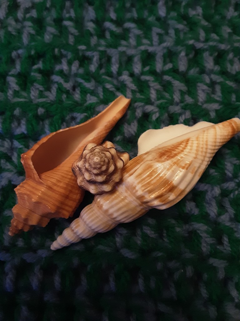 Three seashells by grace55
