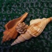 Three seashells by grace55