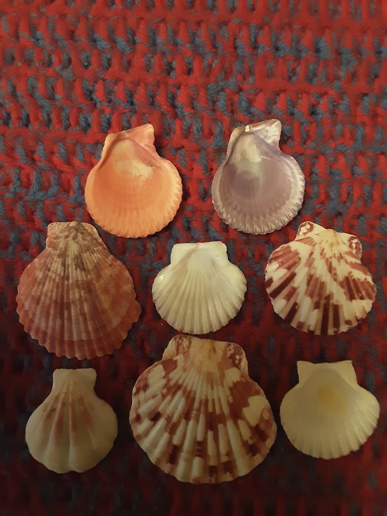 Some pretty seashells by grace55