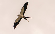 5th Jun 2020 - Swallowtail Kite Came Floating By!