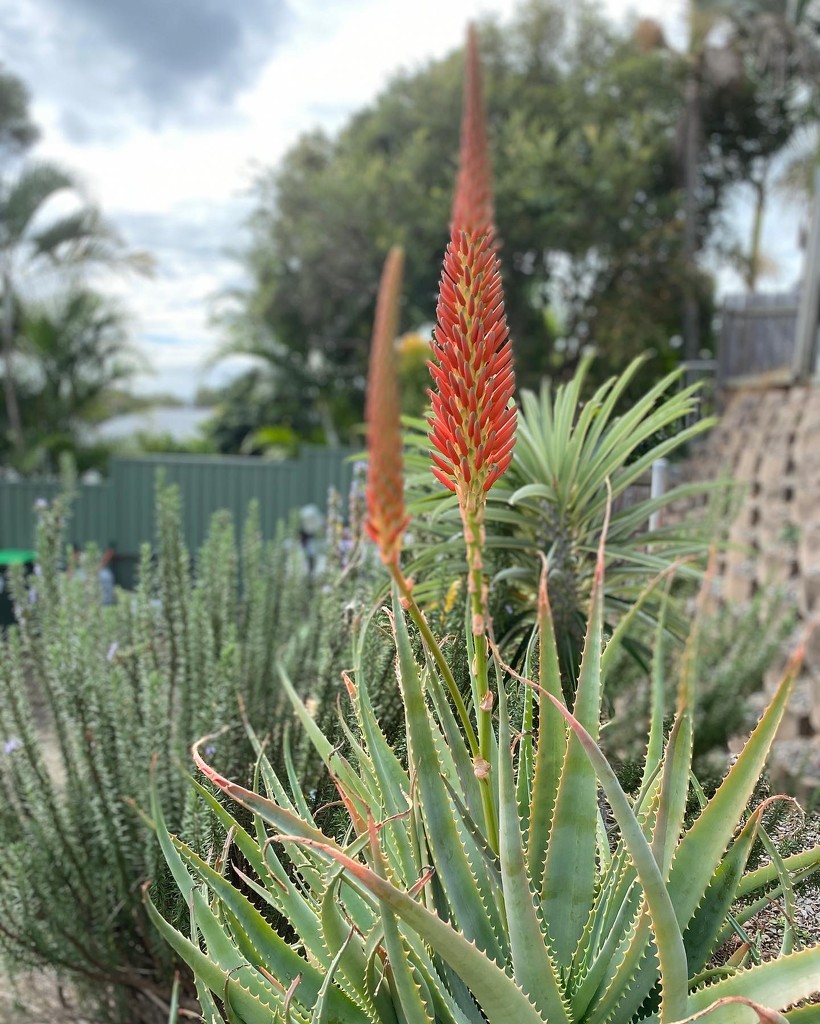 Aloe in flower by corymbia
