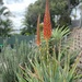 Aloe in flower by corymbia