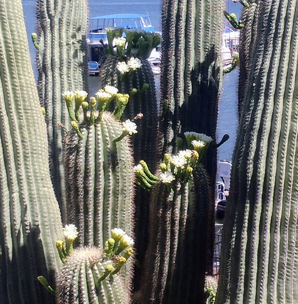 More Saguaro Cacti Flowers by harbie