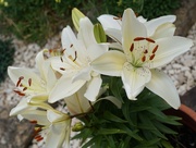 6th Jun 2020 - lilies in a pot