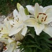 lilies in a pot by quietpurplehaze