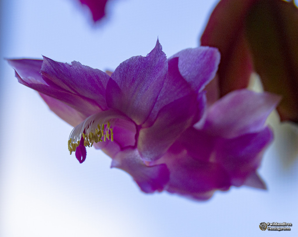 another christmas cactus by koalagardens