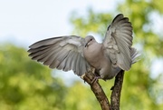 6th Jun 2020 - Collared Dove 