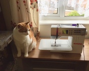 6th Jun 2020 - Sewing Assistant