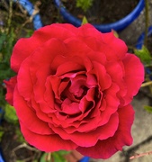 6th Jun 2020 - Red Rose