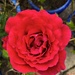 Red Rose by davemockford