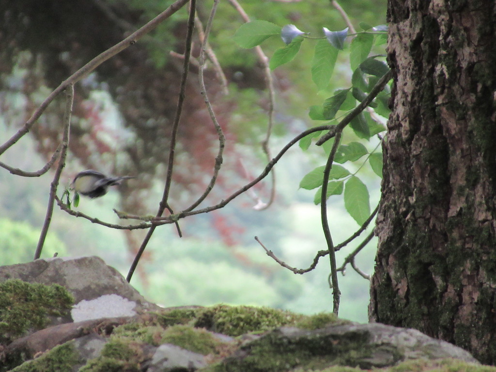 branch in focus, bird busy wandering off by anniesue