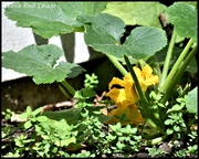 6th Jun 2020 - RK3_8008 Courgette flowers