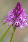 6th Jun 2020 - Southern Marsh Orchid