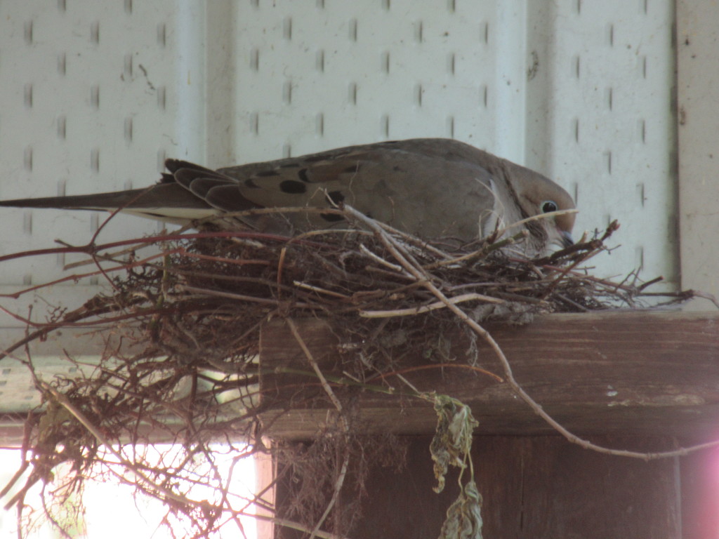 A dove nest under the eavethrough by bruni