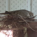 A dove nest under the eavethrough by bruni