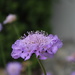 Purple flower by jb030958