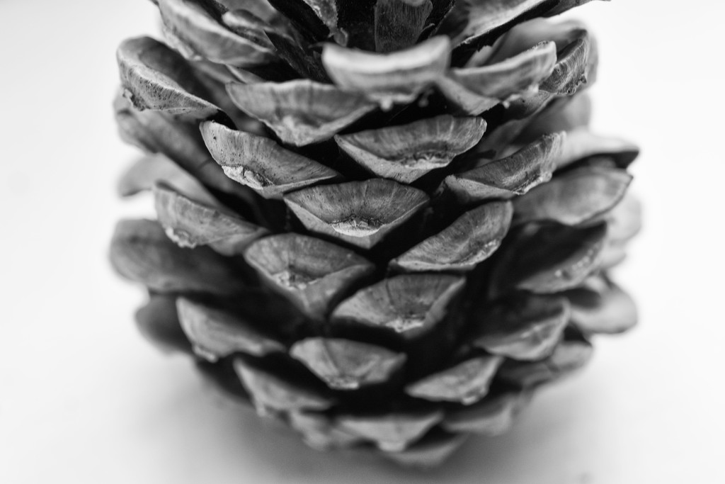 Pine cone by rumpelstiltskin