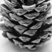 Pine cone by rumpelstiltskin