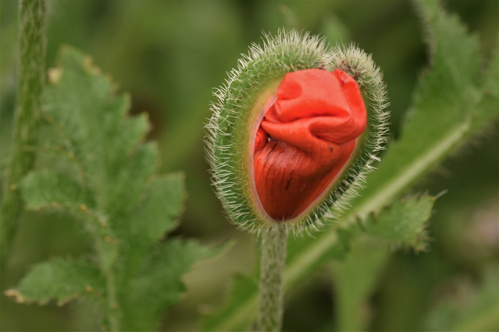 another emerging poppy by christophercox