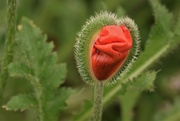 6th Jun 2020 - another emerging poppy