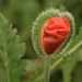 another emerging poppy by christophercox