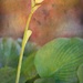 Hosta bloom  by samae
