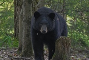 1st Jun 2020 - Day 153: Holy Bear! 