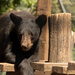 Black bear by leonbuys83