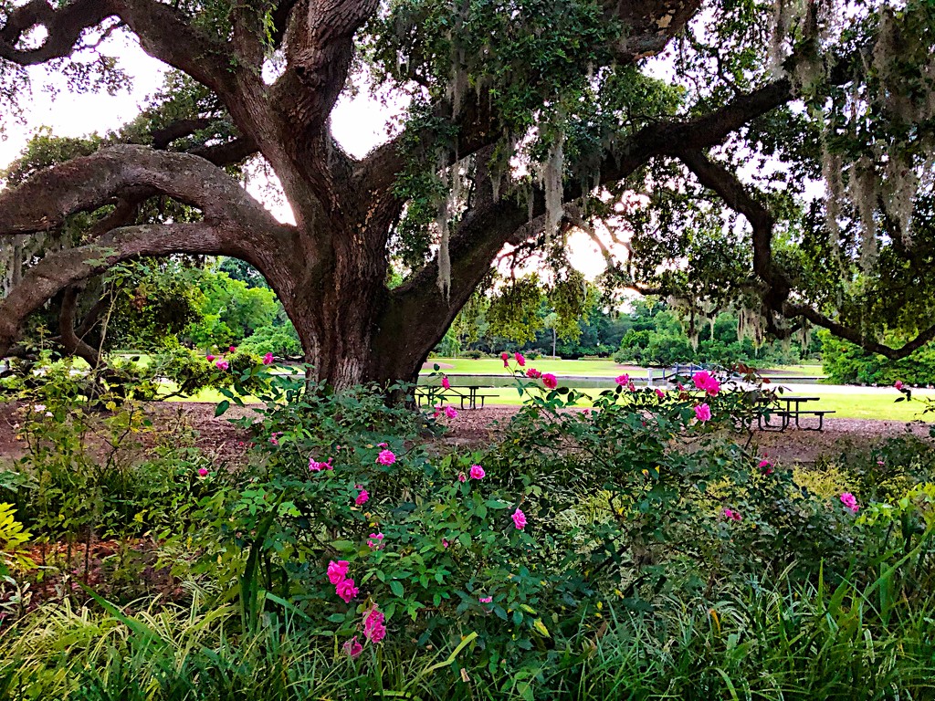 Roses and live oak, Hampton Park by congaree