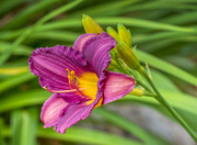 6th Jun 2020 - Day Lily