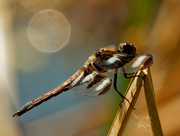 6th Jun 2020 - Twelve-spotted skimmer dragonfly 