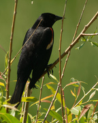 6th Jun 2020 - red-winged blackbird