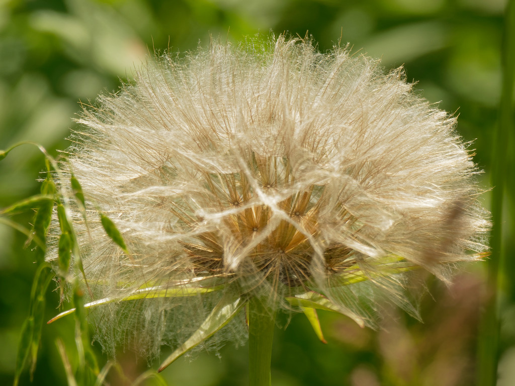 meadow salsify seeds by rminer