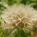 meadow salsify seeds by rminer