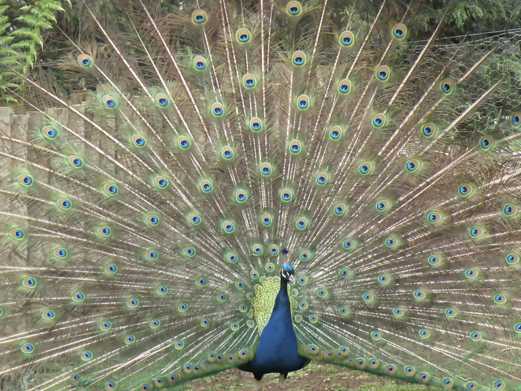 Peacock (BOB) by kgolab