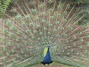 6th Jun 2020 - Peacock (BOB)