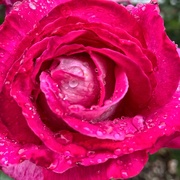4th Jun 2020 - Rose in the rain