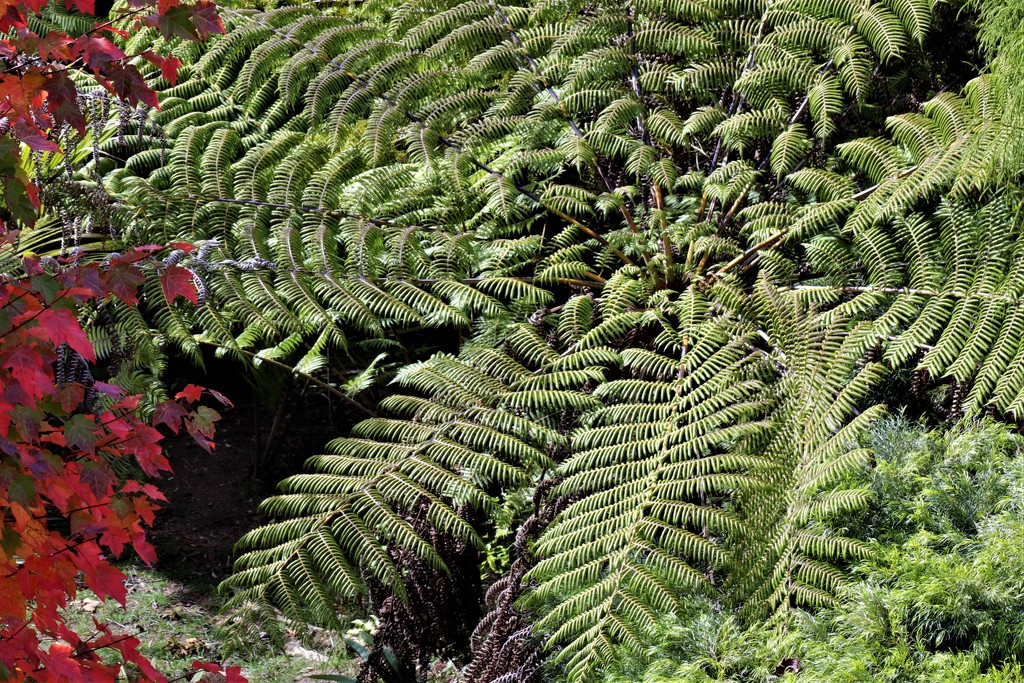 Punga Fronds by sandradavies