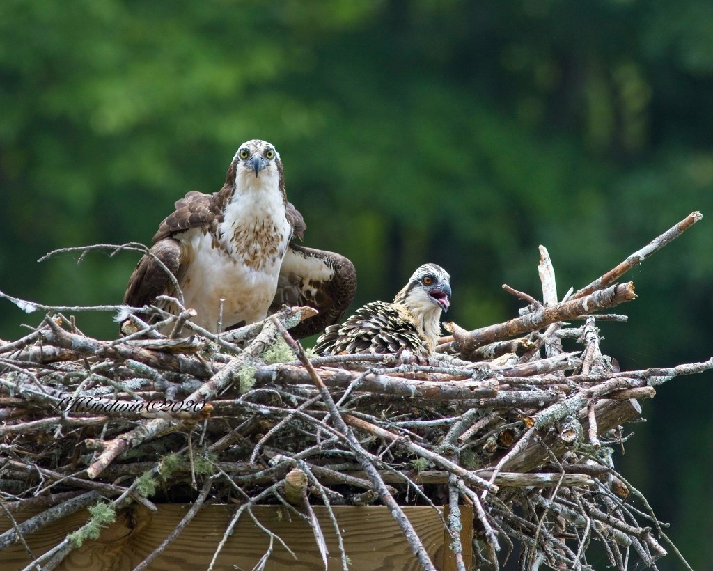 LHG-7147- Osprey with young by rontu