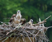 6th Jun 2020 - LHG-7147- Osprey with young