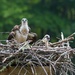 LHG-7147- Osprey with young by rontu