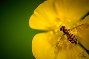 1st Jun 2020 - Hoverfly on a Bed of Yellow
