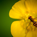Hoverfly on a Bed of Yellow by skipt07