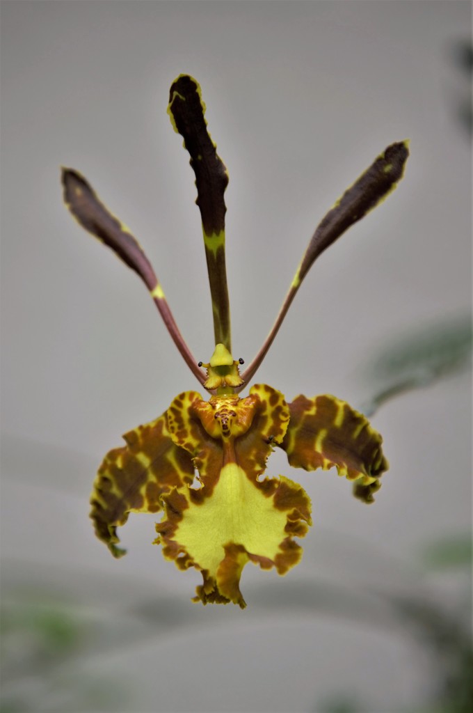 Mariposa Orchid by chejja
