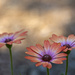 African Daisies by lstasel