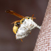 wasp by nicoleweg