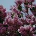 Until next year sweet lilacs by dawnbjohnson2