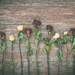 Rose Garden by lyndemc
